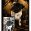 Chien Or Noir - 2