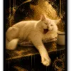 Chat Or Noir - 1