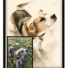 Chien Encre du Japon - 2