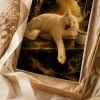Chat Or Noir - 3