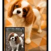 Chien Prisme - 2