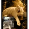 Chat Or Noir - 2