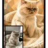Chat Prisme - 2